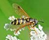 Chrysotoxum festivum